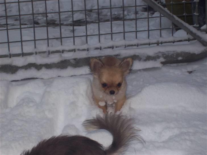 Chihuahua Eva (SOLGT) billede 2