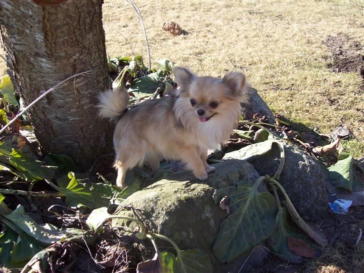 Chihuahua Eva (SOLGT) billede 3