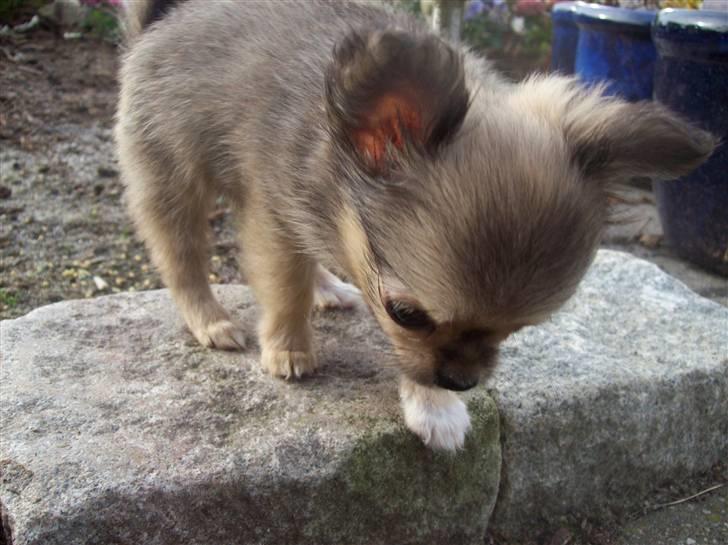 Chihuahua Eva (SOLGT) billede 4