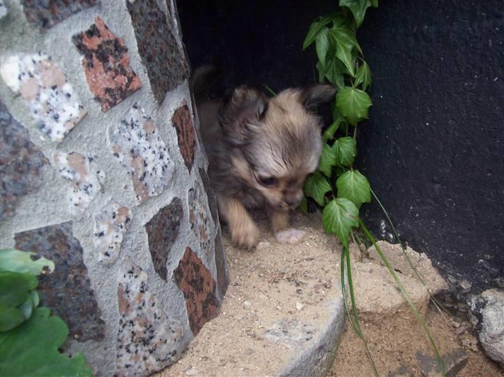 Chihuahua Eva (SOLGT) billede 5