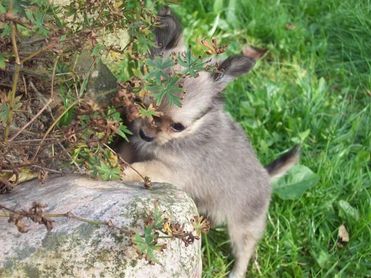 Chihuahua Eva (SOLGT) billede 6