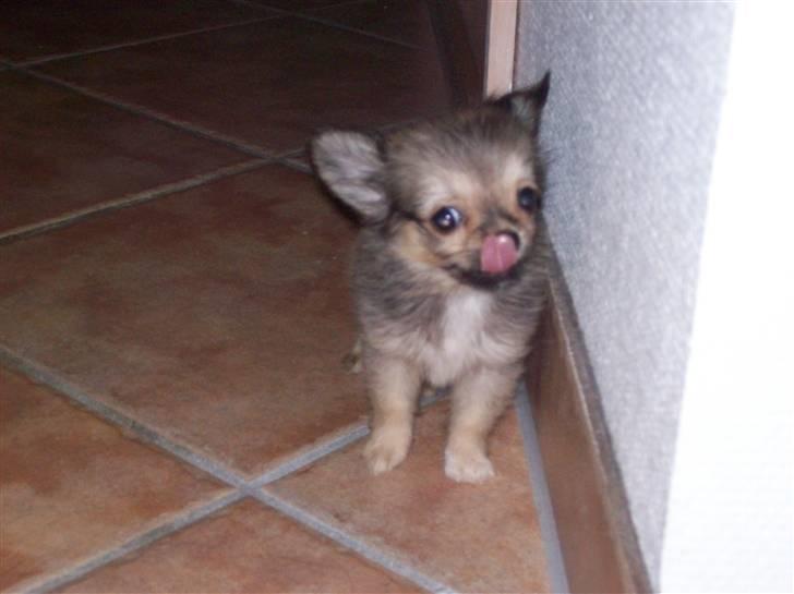 Chihuahua Eva (SOLGT) billede 7