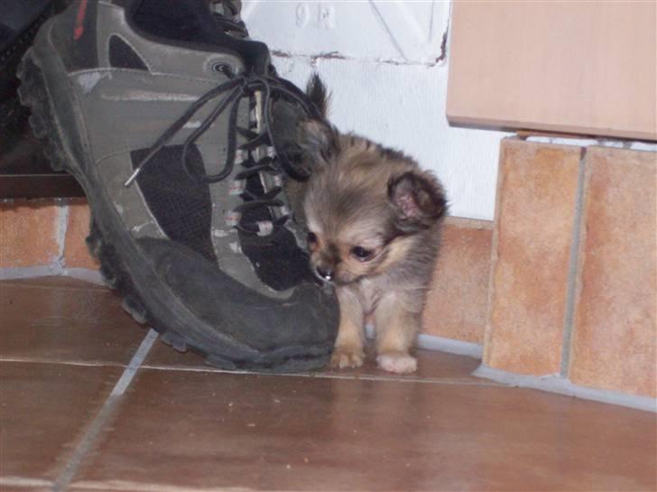 Chihuahua Eva (SOLGT) billede 8