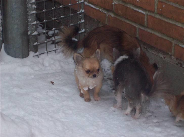 Chihuahua Eva (SOLGT) billede 9