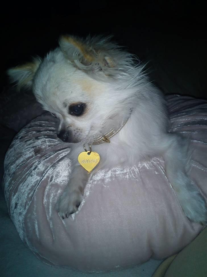 Chihuahua Pablo billede 11
