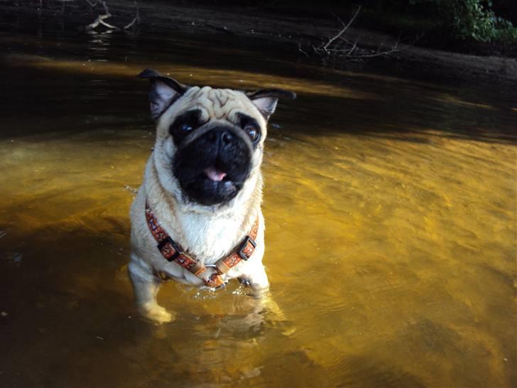 Mops Møffe billede 1