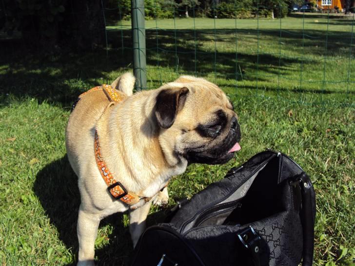 Mops Møffe billede 2