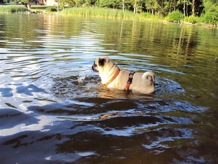 Mops Møffe billede 3