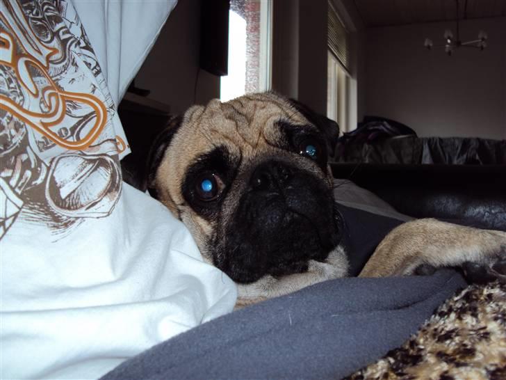 Mops Møffe billede 4