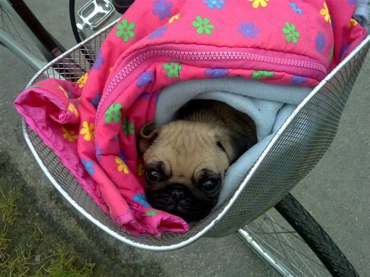 Mops Møffe billede 5