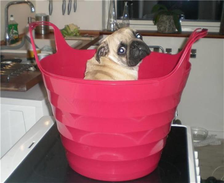 Mops Møffe billede 6