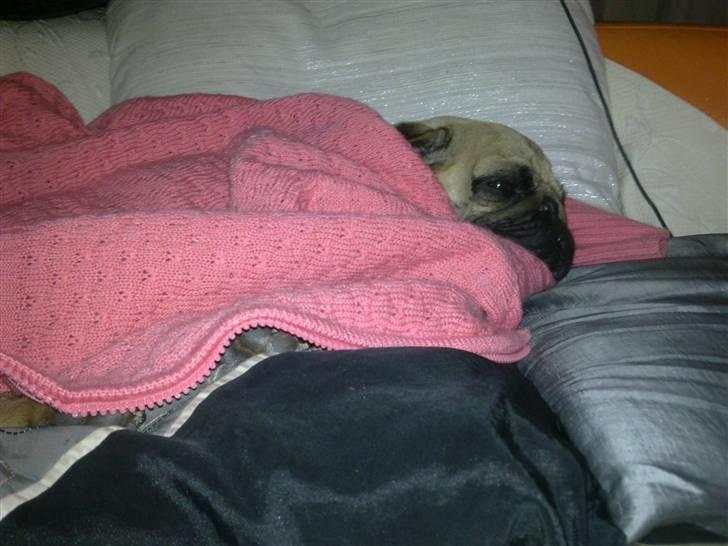 Mops Møffe billede 7