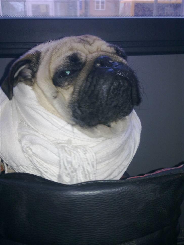 Mops Møffe billede 8