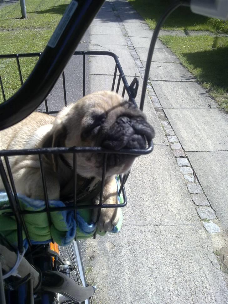 Mops Møffe billede 9