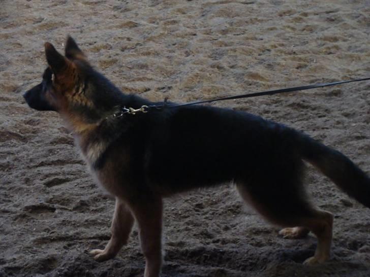 Schæferhund Plys' Emmy. billede 1