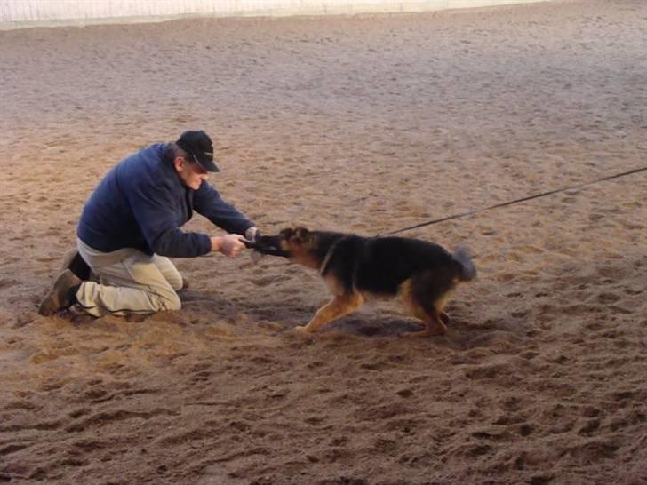 Schæferhund Plys' Emmy. billede 2