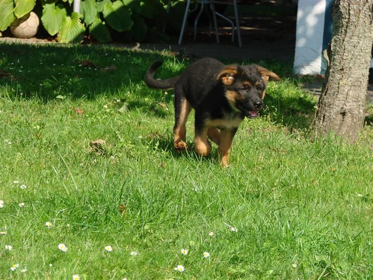 Schæferhund Plys' Emmy. billede 3