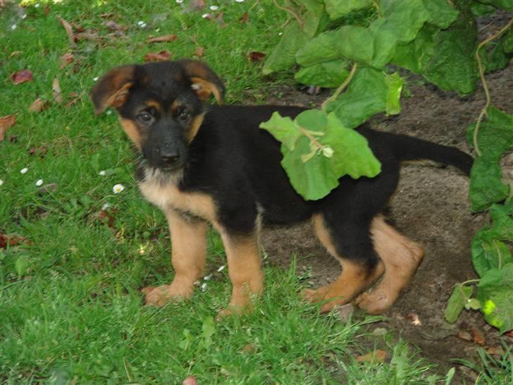 Schæferhund Plys' Emmy. billede 4