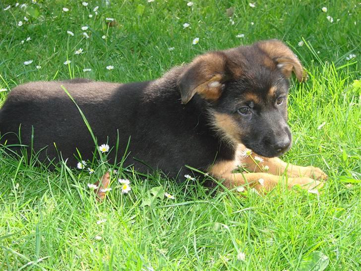 Schæferhund Plys' Emmy. billede 5