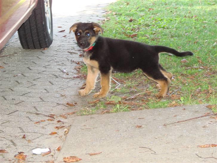 Schæferhund Plys' Emmy. billede 6
