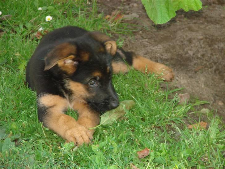 Schæferhund Plys' Emmy. billede 7