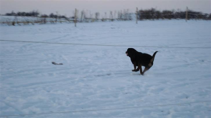 Rottweiler Micky billede 15