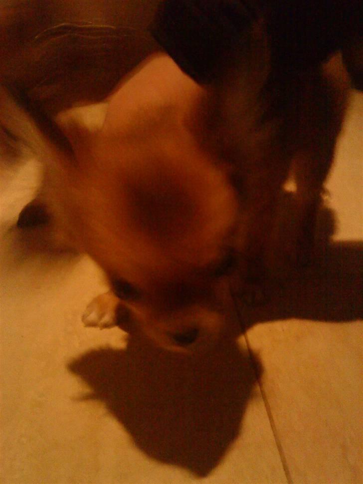 Chihuahua ricco (pinto sukkerpels) billede 2