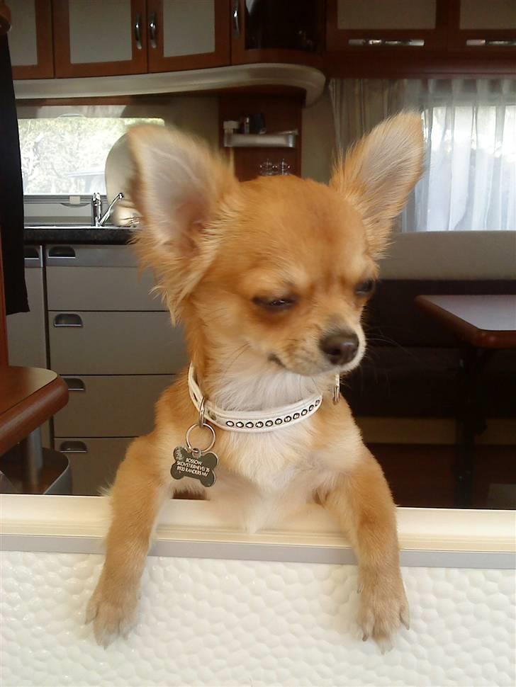 Chihuahua ricco (pinto sukkerpels) billede 1