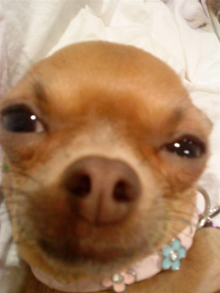 Chihuahua Reika Vom Haus Buve billede 2