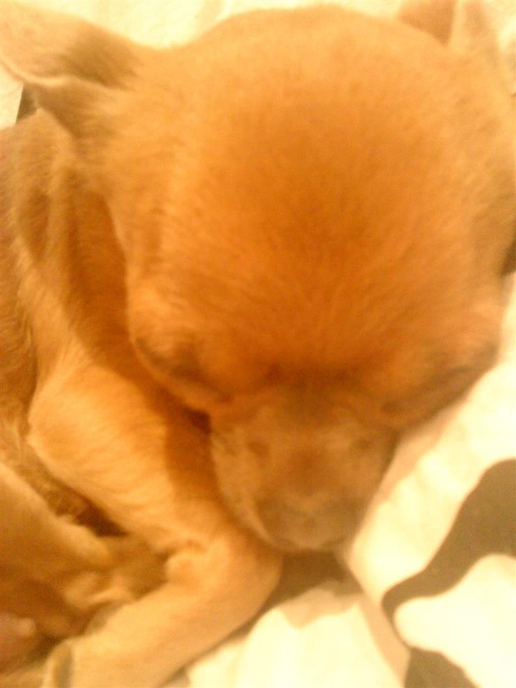 Chihuahua Reika Vom Haus Buve billede 5