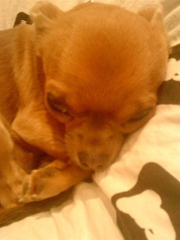 Chihuahua Reika Vom Haus Buve billede 4