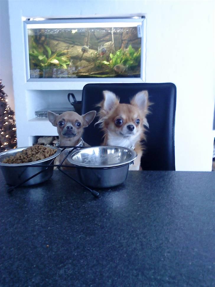 Chihuahua Reika Vom Haus Buve billede 11