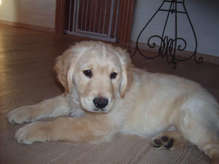Golden retriever rocki billede 1