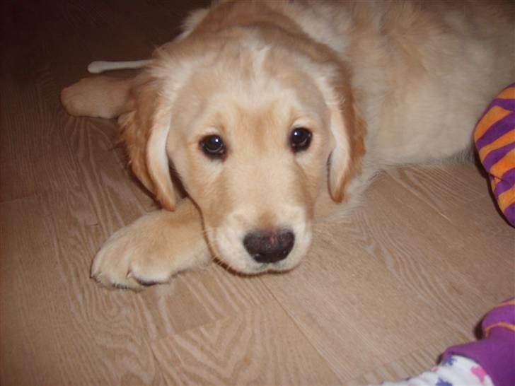 Golden retriever rocki billede 2