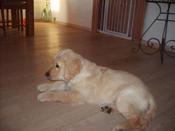 Golden retriever rocki billede 3