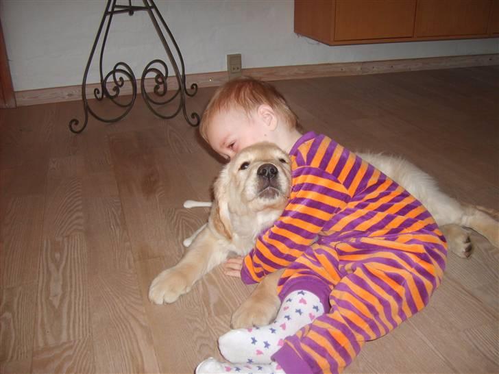 Golden retriever rocki - her er han 8 dage gammel ved os, billede 4