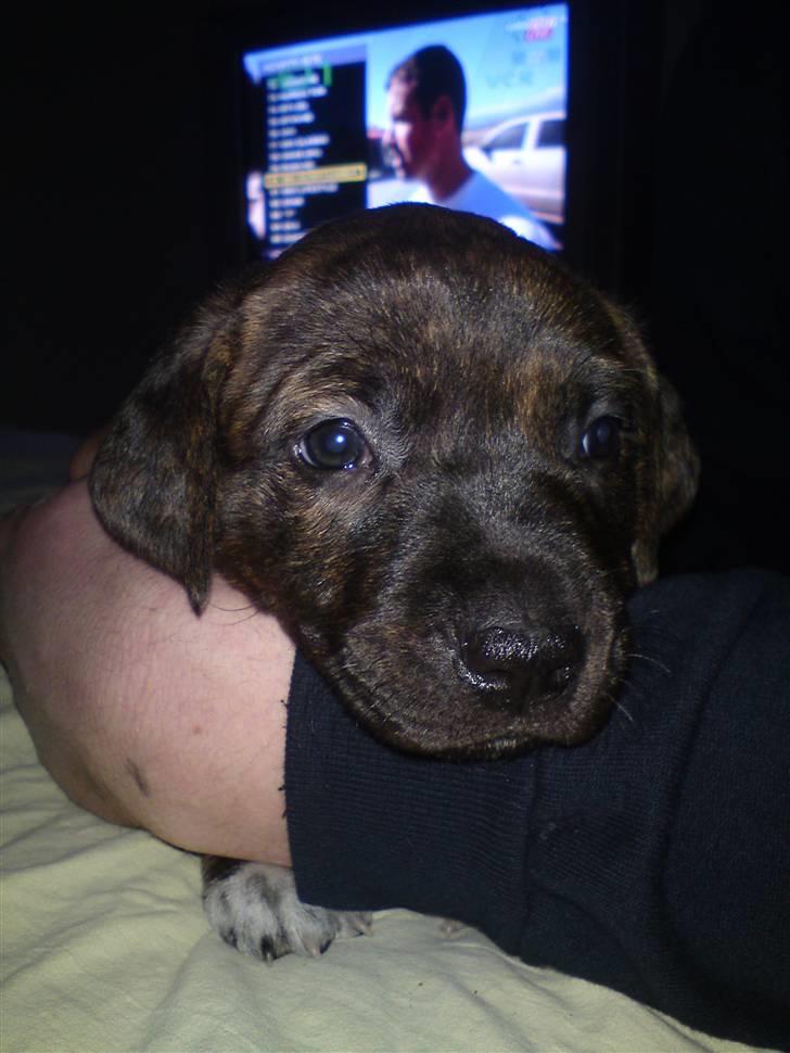 Blanding af racer Maggie May - Hun er da smuk :) billede 1