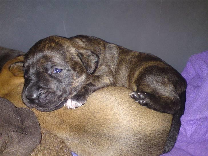 Blanding af racer Maggie May billede 2