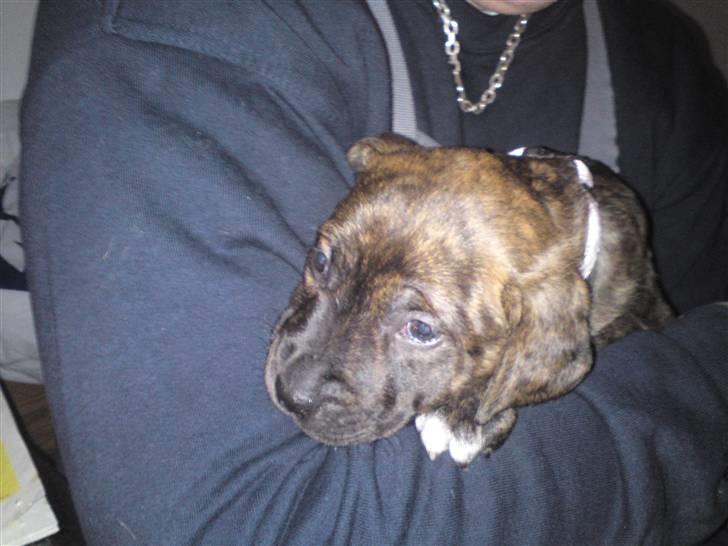 Blanding af racer Maggie May billede 3