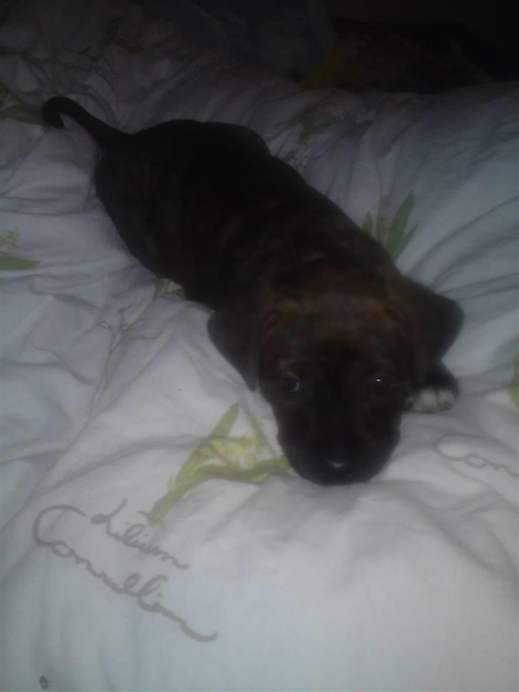 Blanding af racer Maggie May billede 4