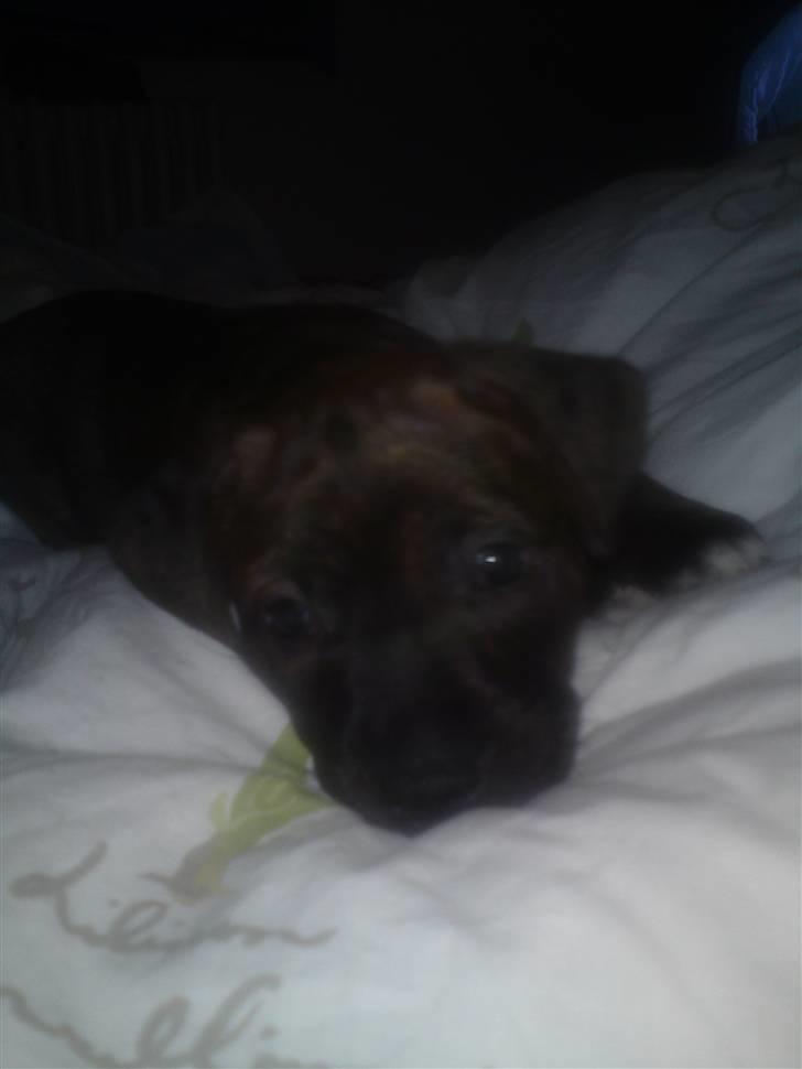 Blanding af racer Maggie May billede 5