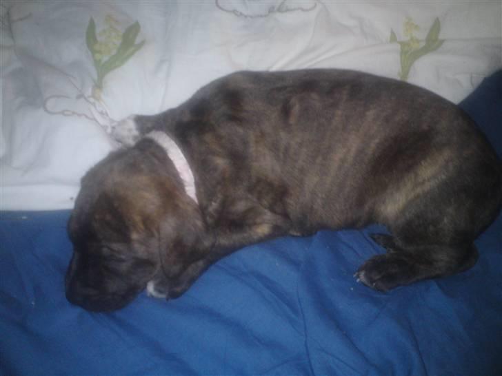 Blanding af racer Maggie May billede 6