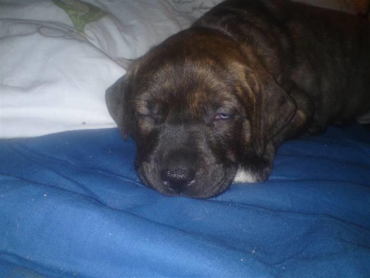 Blanding af racer Maggie May billede 7