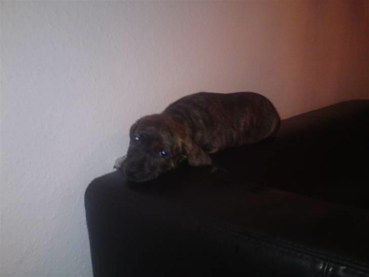 Blanding af racer Maggie May - Ja ved ikke lige hvordan hun besluttede sig for at det var en god soveplads :) billede 8