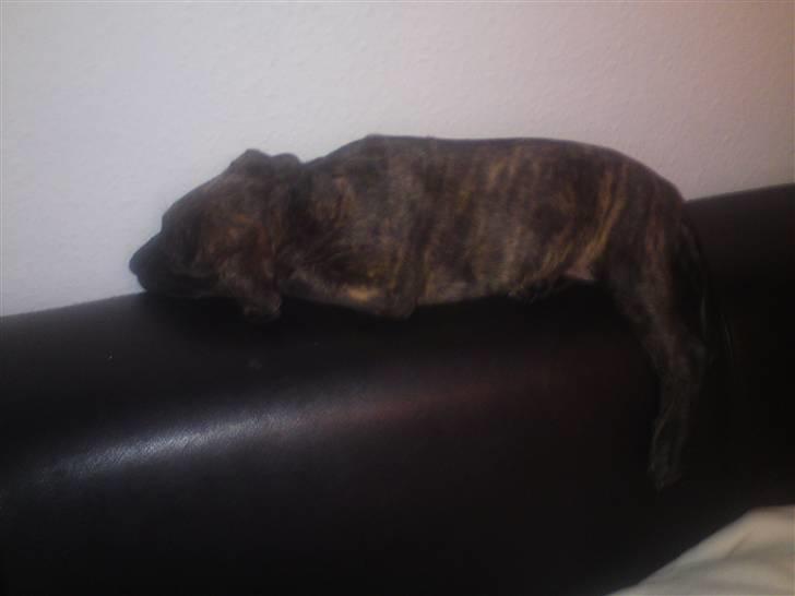 Blanding af racer Maggie May - Men den ser god ud ;) billede 9