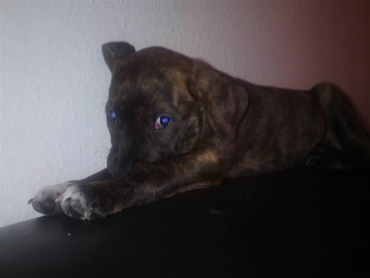 Blanding af racer Maggie May billede 10