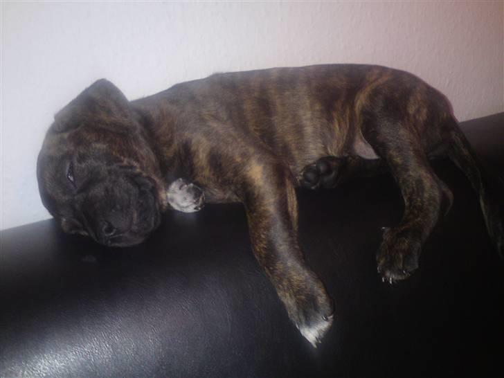 Blanding af racer Maggie May - Nårh lille misser billede 11