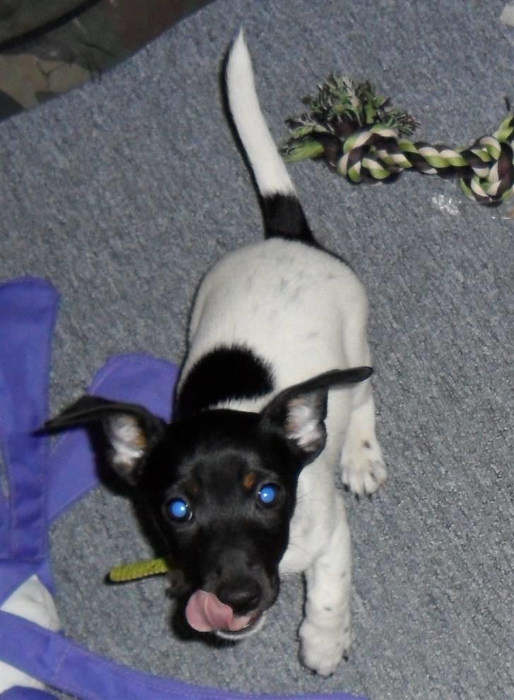 Jack russell terrier Bailey billede 1