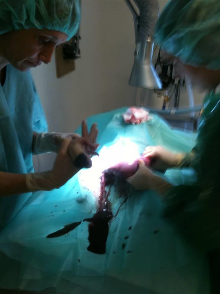 Jack russell terrier Bailey - Bailey bliver "født" billede 2