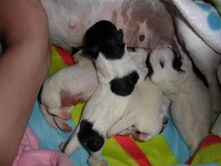 Jack russell terrier Bailey - dag 1, han er den største i kuldet. billede 3